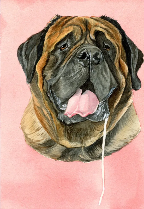 Watercolour portrait of a Bull Mastiff