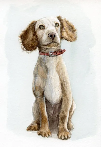 Watercolour portrait of a dog with a regal red collar