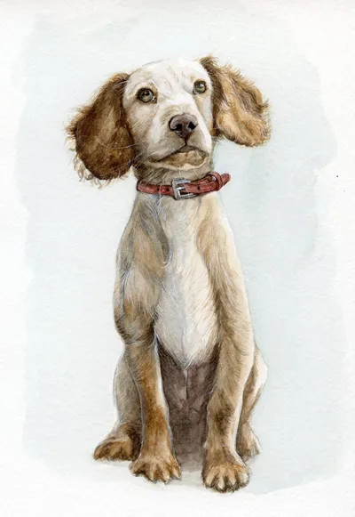Watercolour portrait of a dog with a regal red collar