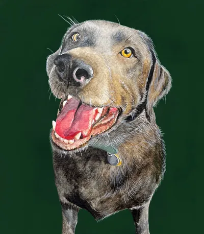 Watercolour portrait of Rufus the Silver Labrador