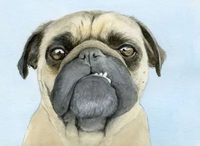 Watercolour portrait of a pug with a toothy smile