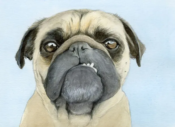 Watercolour portrait of a pug with a toothy smile